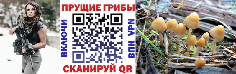 закладка  Обнинск  Псилоцибиновые грибы Psilocybine cubensis 